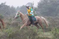 /international/Netherlands/2008Ermelo/gallery/04Sat/thumbnails/08ERM_346.jpg