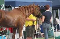 /international/Netherlands/2008Ermelo/gallery/06Sat/thumbnails/08ERM_609.jpg