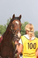 /international/Netherlands/2008Ermelo/gallery/06Sat/thumbnails/08ERM_630.jpg