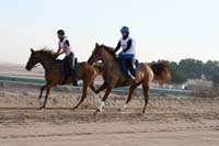 /international/UAE/2008AlNayhanLadiesChallenge/Gallery/ride_day/thumbnails/IMG_6987.jpg