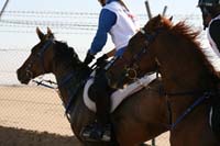 /international/UAE/2008AlNayhanLadiesChallenge/Gallery/ride_day/thumbnails/IMG_7081.jpg