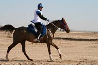 /international/UAE/2008AlNayhanLadiesChallenge/Gallery/ride_day/thumbnails/IMG_7168.jpg