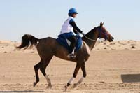 /international/UAE/2008AlNayhanLadiesChallenge/Gallery/ride_day/thumbnails/IMG_7185.jpg