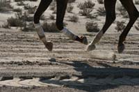 /international/UAE/2008AlNayhanLadiesChallenge/Gallery/ride_day/thumbnails/IMG_7200.jpg