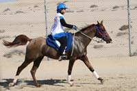 /international/UAE/2008AlNayhanLadiesChallenge/Gallery/ride_day/thumbnails/IMG_7246.jpg