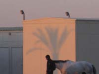 /international/UAE/2008AlNayhanLadiesChallenge/gallery_best/thumbnails/IMG_0262.jpg