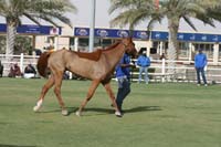 /international/UAE/2008DubaiWorldChallenge/Gallery/AfterTheFinish/thumbnails/IMG_0135.jpg