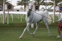 /international/UAE/2008DubaiWorldChallenge/Gallery/AfterTheFinish/thumbnails/IMG_0196.jpg