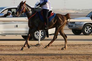/international/UAE/2008PresidentsCup/Gallery/loop1best/thumbnails/IMG_3889.jpg