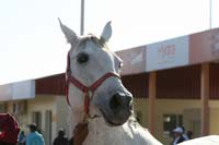/international/UAE/2008PresidentsCupJYR/gallery/Feb_08/thumbnails/IMG_0642.jpg