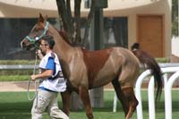 /international/UAE/2009PresidentsCup/gallery/03Fri/thumbnails/0902PCup_110.jpg