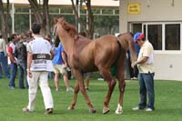 /international/UAE/2009PresidentsCup/gallery/03Fri/thumbnails/0902PCup_125.jpg