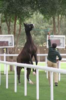 /international/UAE/2009PresidentsCup/gallery/03Fri/thumbnails/0902PCup_129.jpg