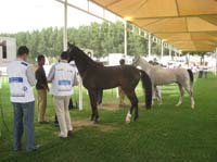 /international/UAE/2009PresidentsCup/gallery/03Fri/thumbnails/0902PCup_133A.jpg