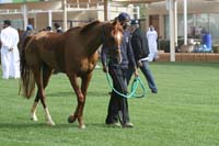 /international/UAE/2009PresidentsCup/gallery/03Fri/thumbnails/0902PCup_135.jpg