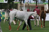 /international/UAE/2009PresidentsCup/gallery/03Fri/thumbnails/0902PCup_136.jpg