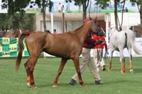 /international/UAE/2009PresidentsCup/gallery/03Fri/thumbnails/0902PCup_137.jpg