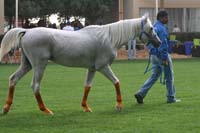 /international/UAE/2009PresidentsCup/gallery/03Fri/thumbnails/0902PCup_138.jpg