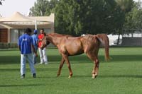/international/UAE/2009PresidentsCup/gallery/03Fri/thumbnails/0902PCup_153.jpg