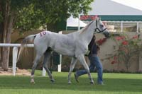 /international/UAE/2009PresidentsCup/gallery/03Fri/thumbnails/0902PCup_169.jpg