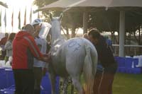 /international/UAE/2009PresidentsCup/gallery/04Sat/thumbnails/0902PCup_262.jpg
