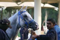 /international/UAE/2009PresidentsCup/gallery/04Sat/thumbnails/0902PCup_271.jpg
