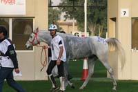 /international/UAE/2009PresidentsCup/gallery/04Sat/thumbnails/0902PCup_272.jpg