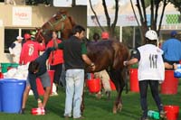 /international/UAE/2009PresidentsCup/gallery/04Sat/thumbnails/0902PCup_303.jpg