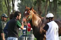 /international/UAE/2009PresidentsCup/gallery/04Sat/thumbnails/0902PCup_311.jpg