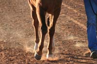 /international/USA/2007LasCruces/Gallery/VetIn/thumbnails/IMG_4866.jpg