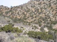 /international/USA/2009EMS/gallery/johnt/thumbnails/EasternMojave_EMS_210.jpg