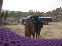/international/USA/2009EMS/gallery/johnt/thumbnails/EasternMojave_EMS_222.jpg