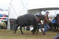 /international/USA/2009KentuckyHorsePark/gallery/10/thumbnails/0910KYC_0752.jpg