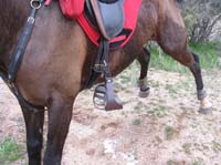 /international/USA/2010DynamiteDash/gallery/ride_steph/thumbnails/IMG_2676.jpg