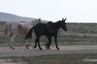 /international/USA/2010HighDesert/gallery/01/thumbnails/1004HDC_022.jpg