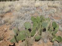 /international/USA/2010OldPueblo/gallery/Day1/thumbnails/IMG_2921.jpg