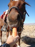 /international/USA/2011OwyheeCanyonlands/gallery/03/thumbnails/1109OwyC_195.jpg