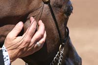 /international/USA/2011SAS/gallery/01/thumbnails/1102SAS_0170.jpg