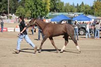 /international/USA/2011Tevis/gallery/01/thumbnails/1110TCup_018.jpg