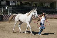 /international/USA/2011Tevis/gallery/01/thumbnails/1110TCup_032.jpg