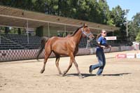 /international/USA/2011Tevis/gallery/01/thumbnails/1110TCup_052.jpg