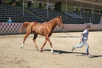 /international/USA/2011Tevis/gallery/01/thumbnails/1110TCup_062.jpg