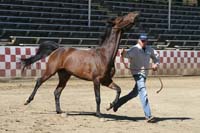 /international/USA/2011Tevis/gallery/02/thumbnails/1110TCup_126.jpg