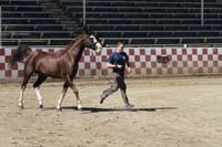 /international/USA/2011Tevis/gallery/02/thumbnails/1110TCup_127.jpg