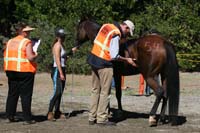 /international/USA/2011Tevis/gallery/06/thumbnails/1110TCup_395.jpg