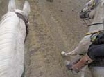 /international/USA/2013Fandango/gallery/03/thumbnails/P5260174.jpg