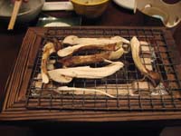 /japan/gallery/arabianHorseRanch/thumbnails/IMG_0816.jpg