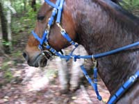 /japan/gallery/theTrail/thumbnails/IMG_0257.jpg