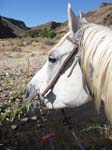 /oreana/owyheecanyonlands/2007/Gallery04/thumbnails/07OWYC278A.jpg