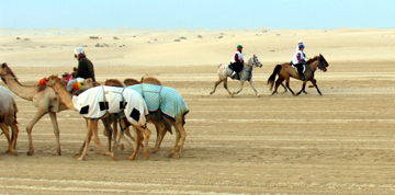 Camels and Horses crossing paths
